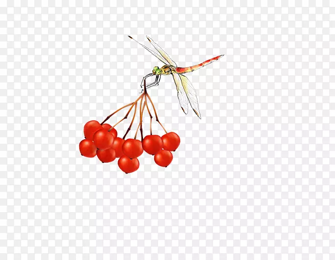 樱桃果-蜻蜓红樱桃采果
