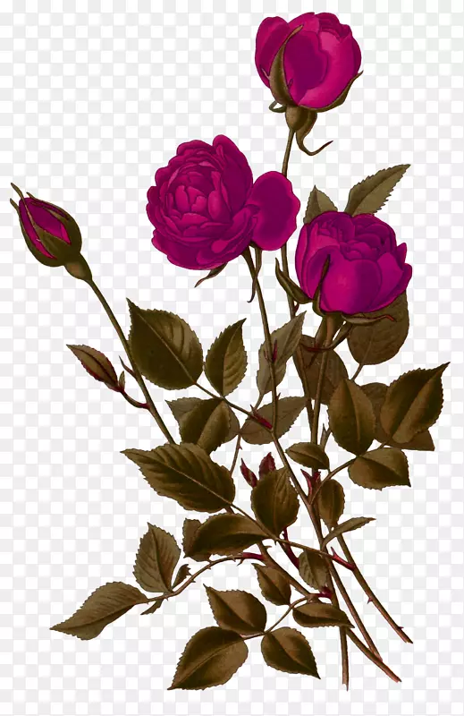 紫丁香玫瑰沙滩玫瑰花园玫瑰花雕刻紫色手绘玫瑰装饰图案