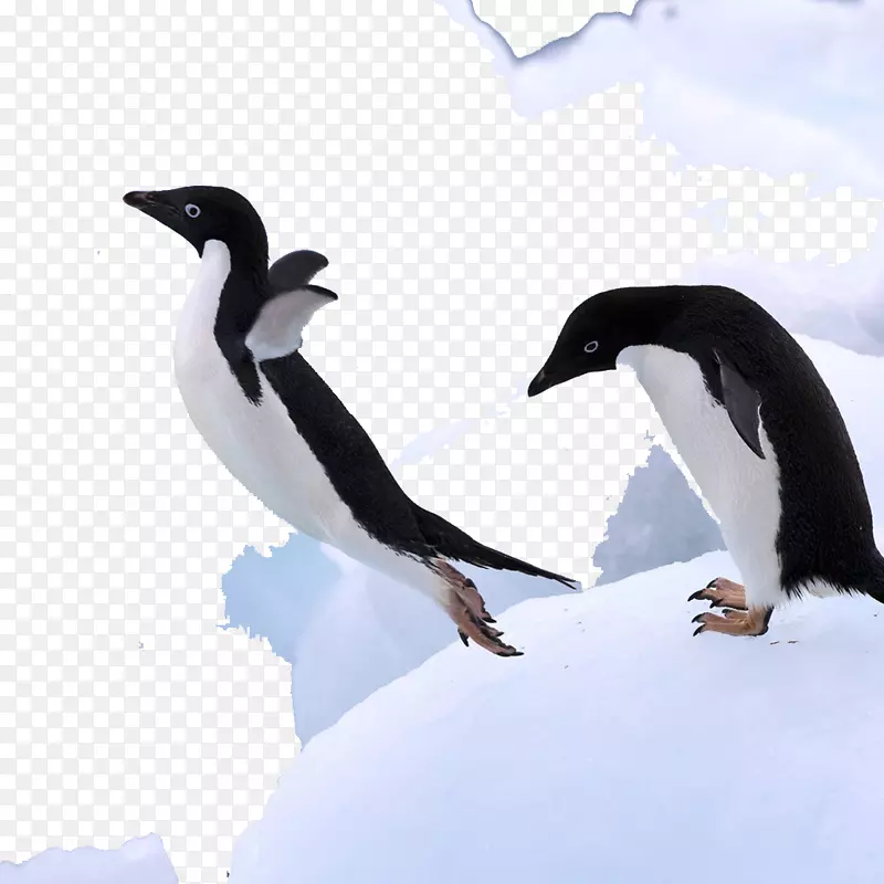先生。企鹅南极鸟-南极企鹅
