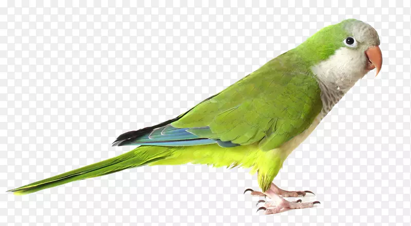 和尚鹦鹉鸟绿鹦鹉