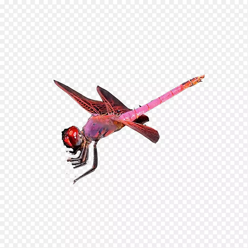 昆虫蜻蜓蝴蝶-粉红色蜻蜓