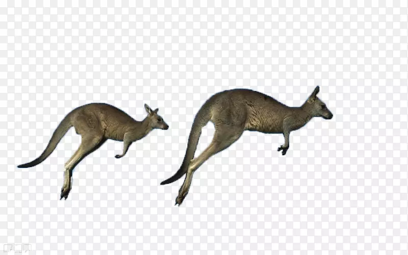 澳大利亚红色袋鼠反袋鼠东部灰袋鼠西部灰袋鼠-袋鼠奔跑
