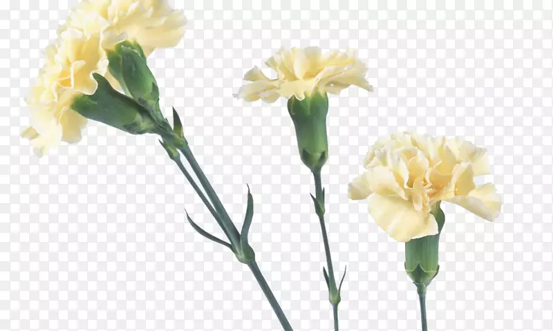 康乃馨黄色花束红喇叭花