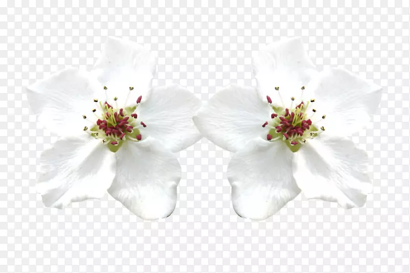花瓣下载-两个白色梨花花瓣图片材料