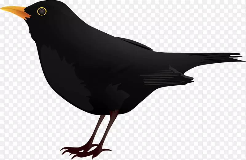 黑鸟剪贴画-卡通黑乌鸦