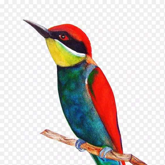 鸟类水彩画-红麻雀