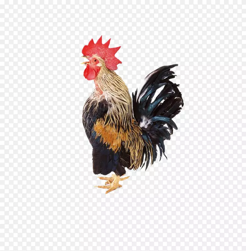 鸡夹艺术-大公鸡