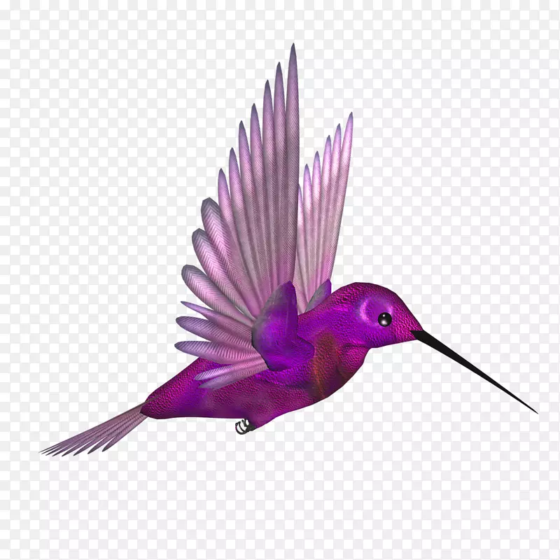 蜂鸟飞行喙翅紫喙鸟飞