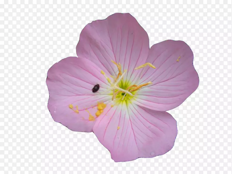 普通的夜报春花月季玫瑰黄昏报春花和瓢虫图片材料
