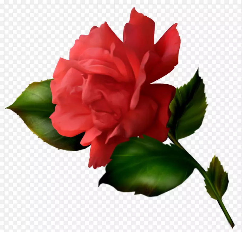 雪白的花园玫瑰，蜈蚣玫瑰，沙滩玫瑰，玫瑰-童话花