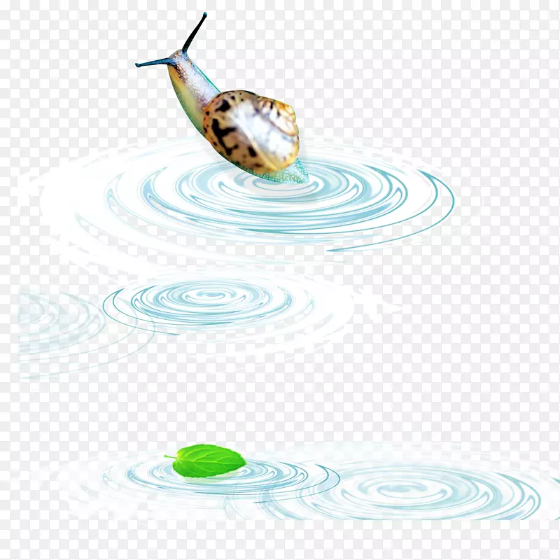 水螺-水滴蜗牛