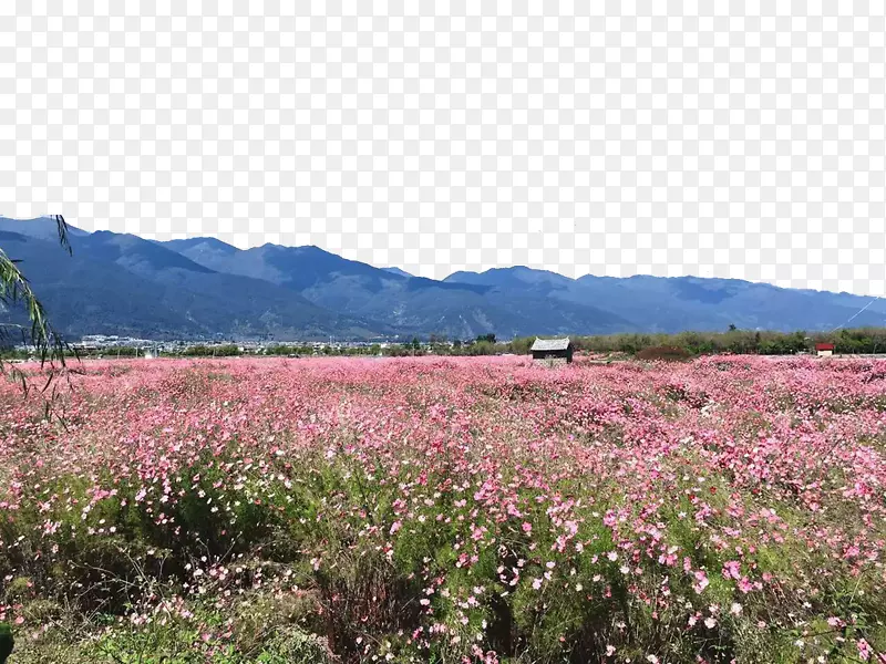 洱海苍山海-洱海花