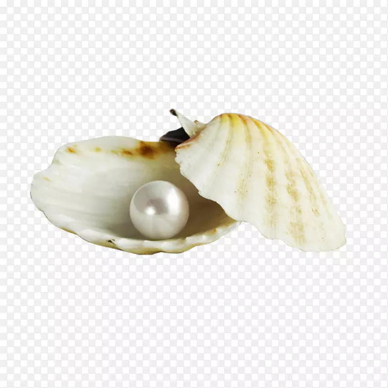 珍珠贝壳珍珠壳