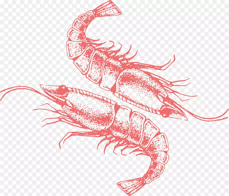 Palinurus插图.绘制龙虾