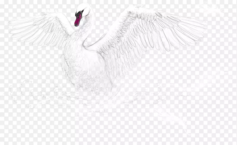 水鸟鹅白天鹅
