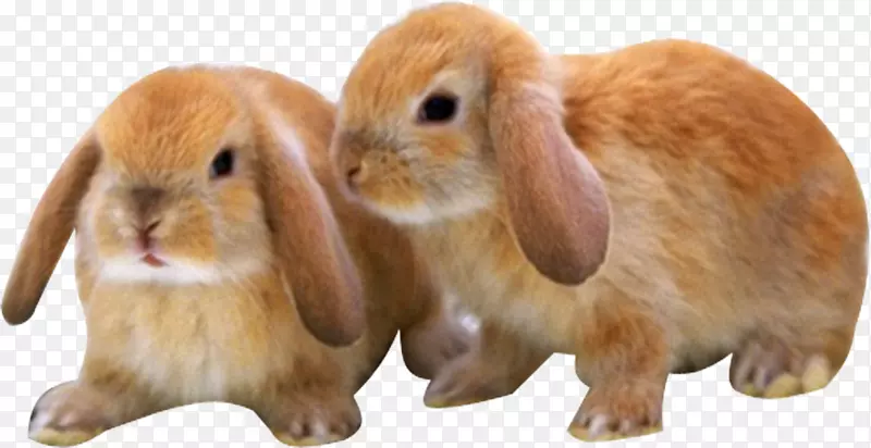 迷你型小狗小猫-两只黄色兔子