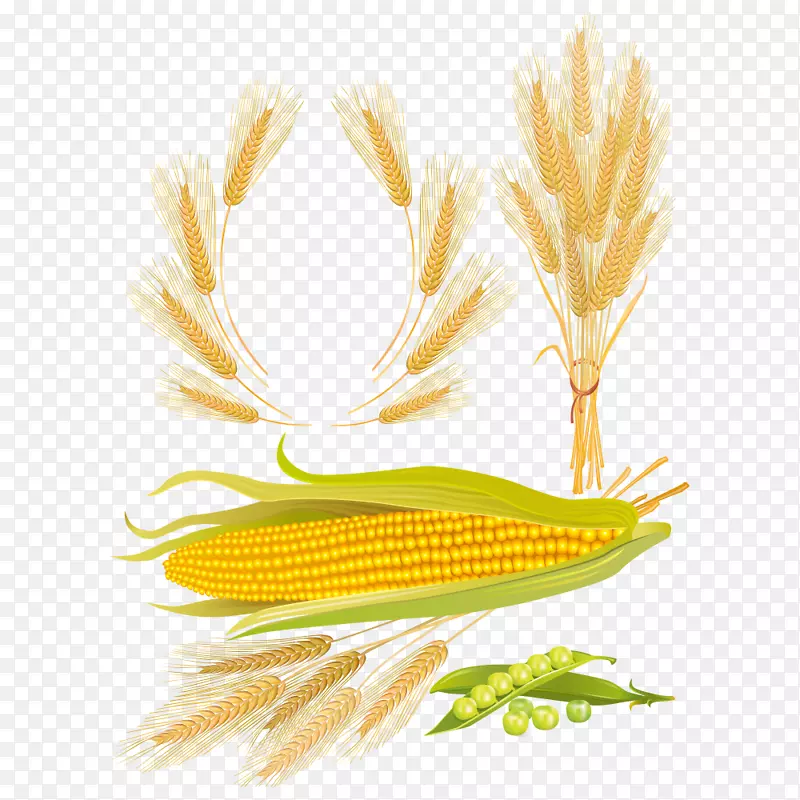 玉米、小麦、玉米