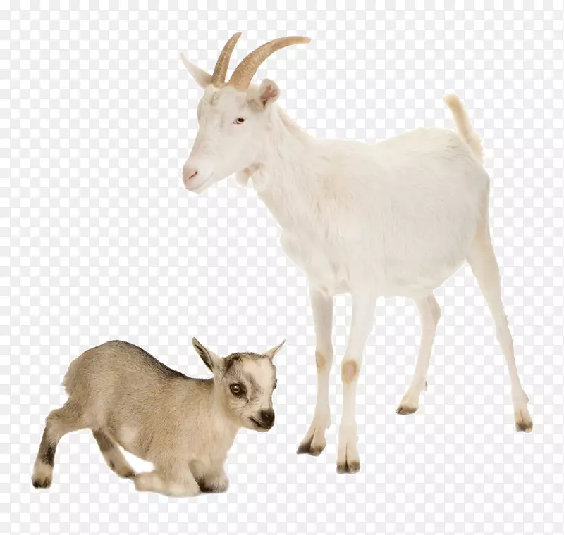 尼日利亚矮山羊牛场牲畜-山羊羔羊图片