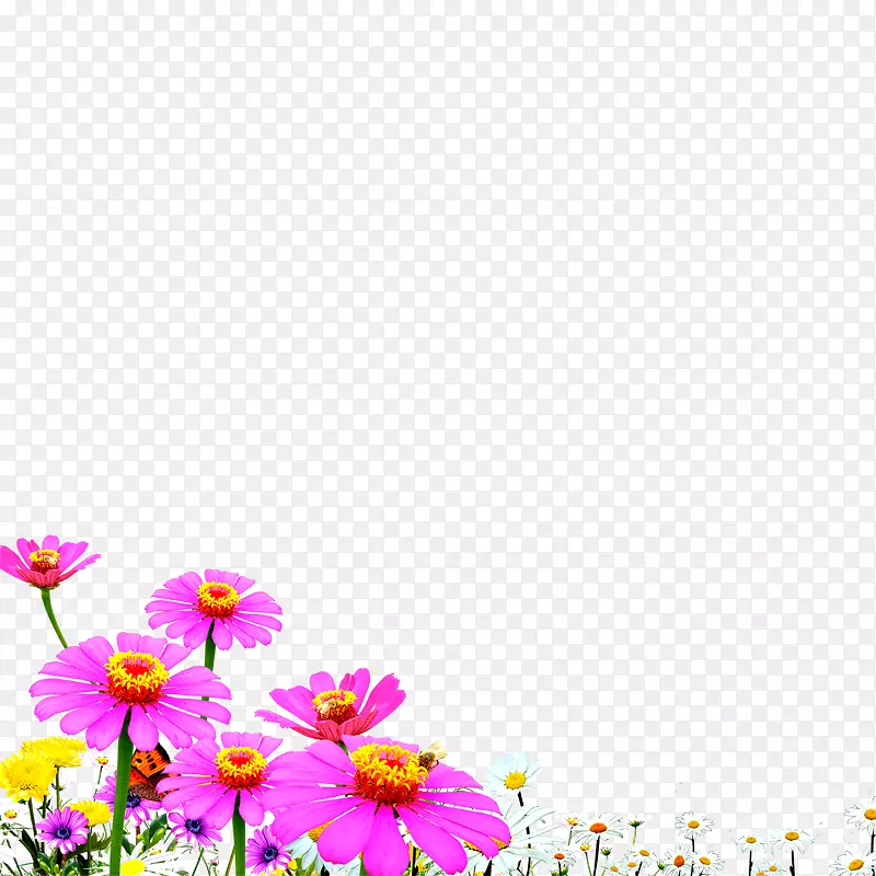 墙纸-菊花
