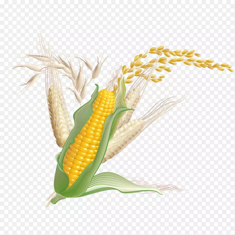 玉米小麦作物-玉米