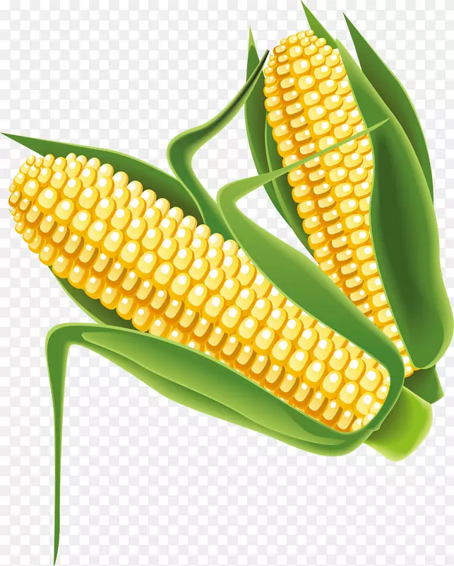 玉米-玉米载体