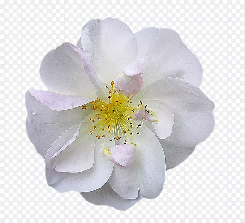 花-美丽的花束意象，白色梨花