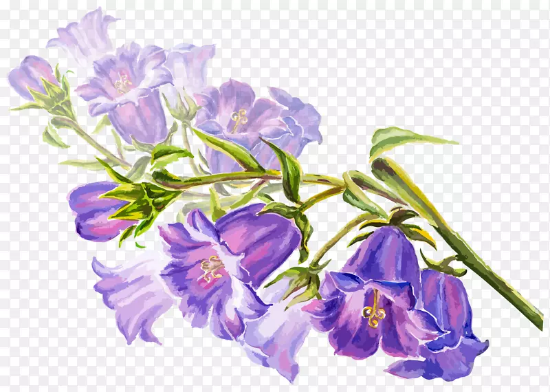 水彩画花卉图例.手绘紫色喇叭