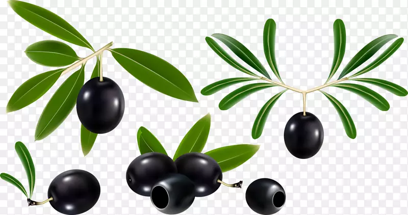 橄榄油，橄榄叶，橄榄枝，黑樱桃