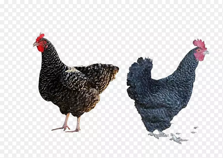 普利茅斯岩鸡-两只芦荟鸡场