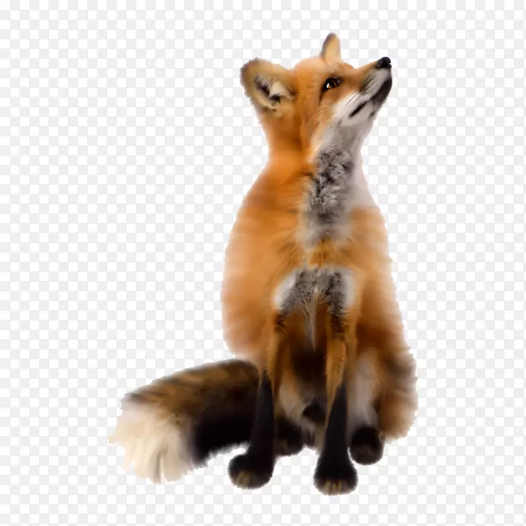 狐狸剪贴画-更确切地说是神狐