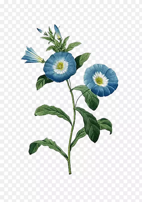 植物学插图花卉植物学版画蓝喇叭