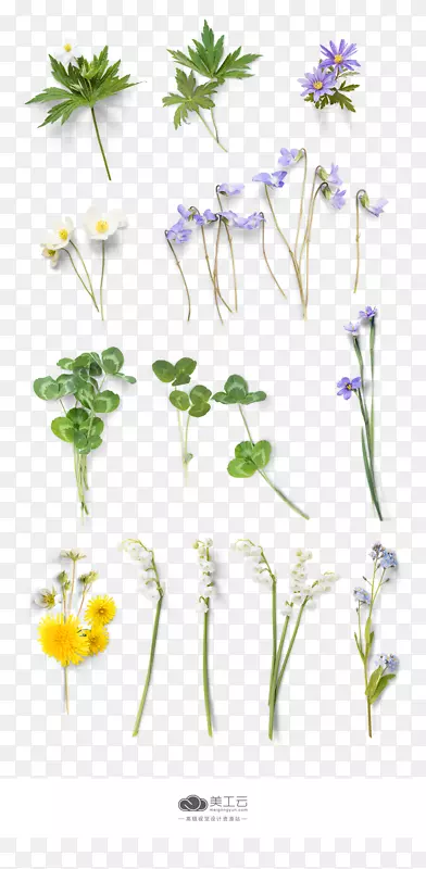 花卉载体-三叶草花卉植物材料