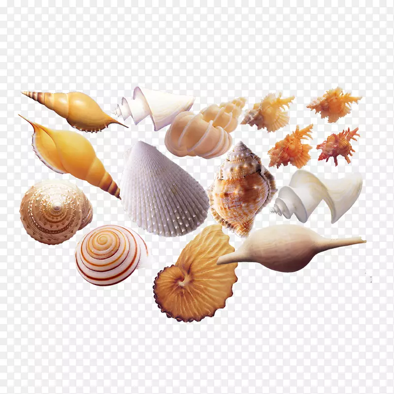 海产海螺贝类海螺