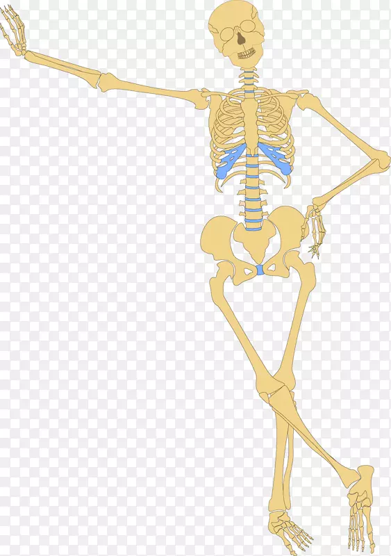 人体骨骼骨头骨剪贴术-医学人体骨骼