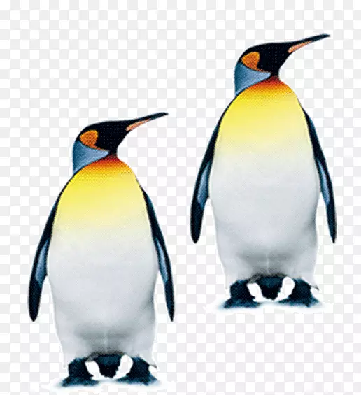 南极企鹅王企鹅