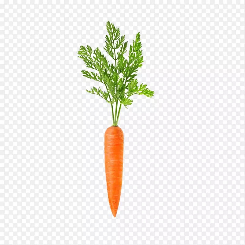 胡萝卜蔬菜豆根食品-胡萝卜