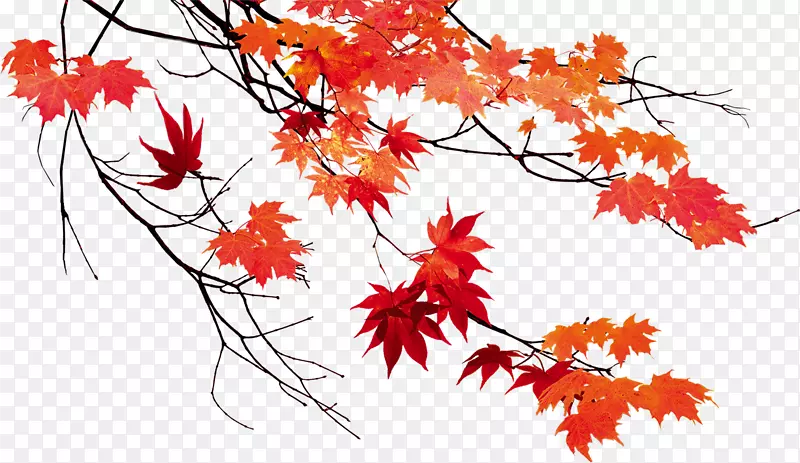 秋叶颜色枫叶-秋叶美丽枫叶