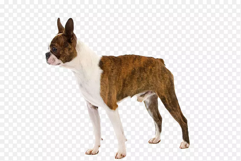 波士顿猎犬小狗雨衣宠物狗品种一只宠物狗