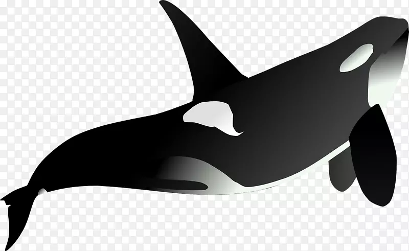 虎鲸剪贴画-黑虎鲨