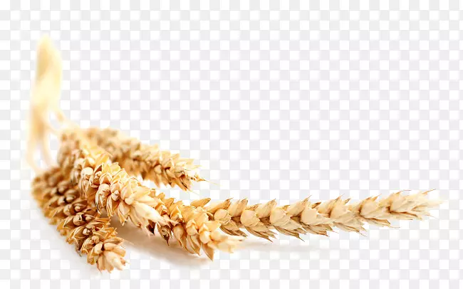 普通小麦、玉米、谷类作物、麸皮、燕麦米
