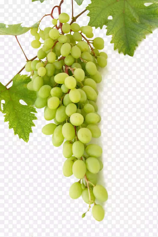 葡萄酒普通葡萄摩丝奶油绿葡萄