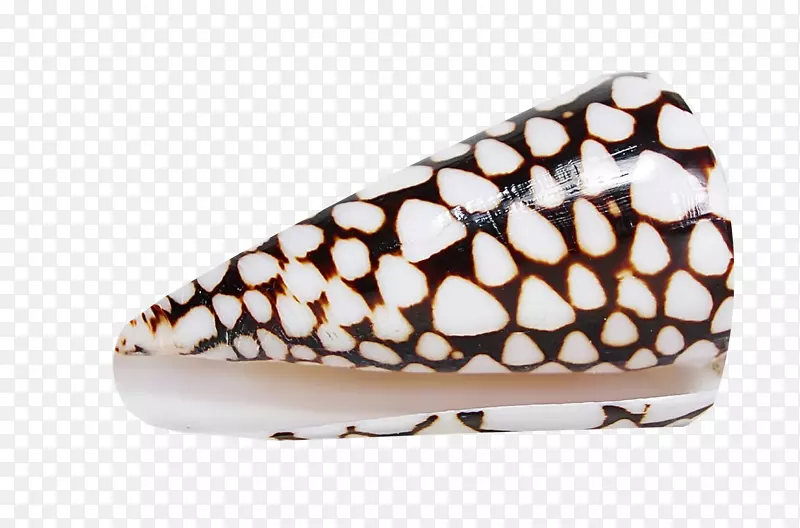 鞋型-漂亮的海螺
