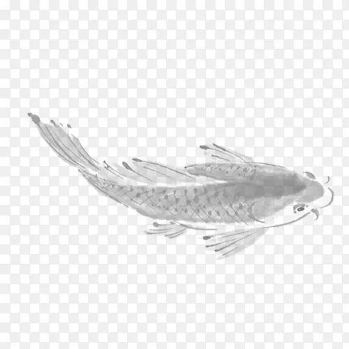 白黑纹鱼