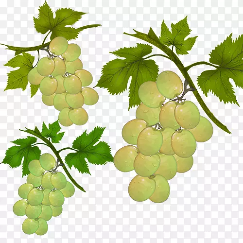 苏大拿葡萄色拉无核丰满葡萄小葡萄
