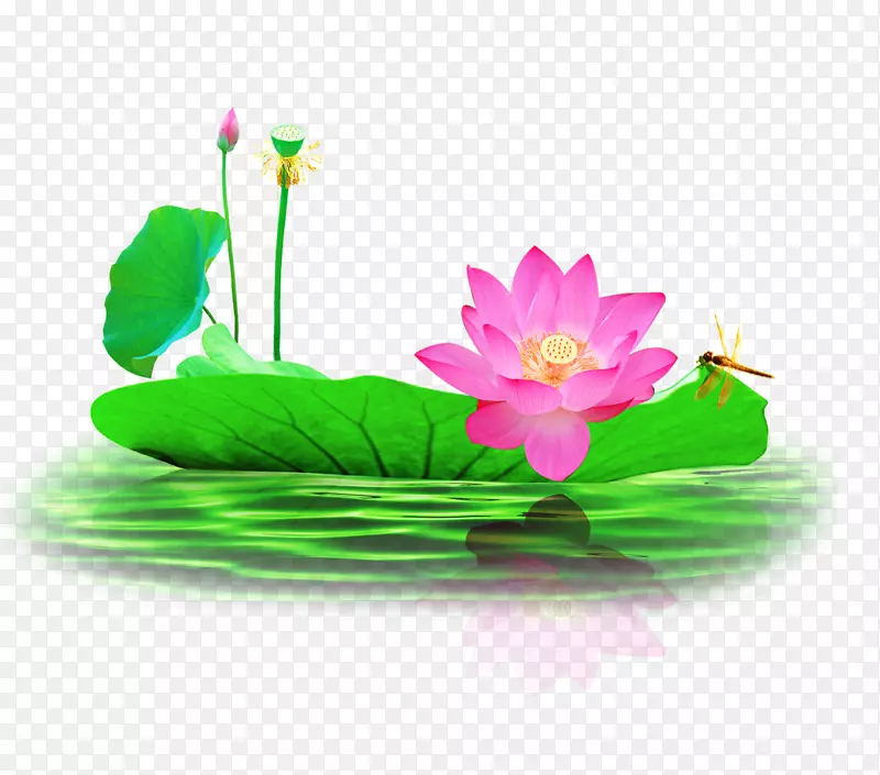 荷塘蜻蜓