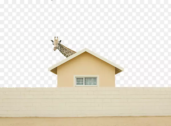 幽默摄影师-长颈鹿之家