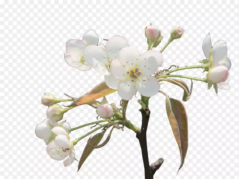 花卉设计春天切花樱花梨枝条