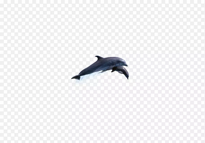 海豚天空微软蔚蓝壁纸-鲨鱼跳跃
