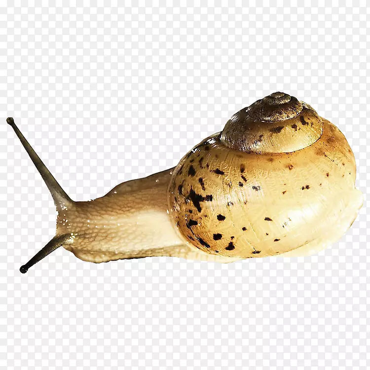 [医]蜗牛正交天足，原枝螺-蜗牛