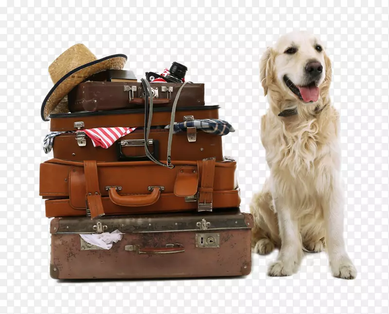 金毛猎犬、拉布拉多猎犬、比格猎犬、罗得西亚脊背犬、行李和金狗